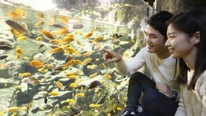 연차 할인부터 열대어 분양까지, 아쿠여수 이벤트