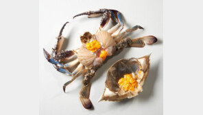 알 통통하게 오른 암꽃게 제철 “올해는 비싸진다”