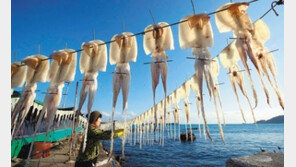 오징어 응용 위장술 연구, 비밀은 ‘단백질’