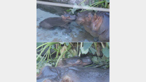 멸종위기종 하마의 새끼가 태어났다… ‘이렇게 귀여울 수가!’