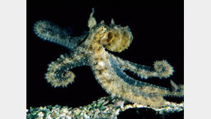 오징어 응용 위장술 연구 중… “적외선 카메라로 감지 불가능한 완벽한 위장도 가능”