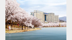 대명리조트 경주 벚꽃시즌 이벤트