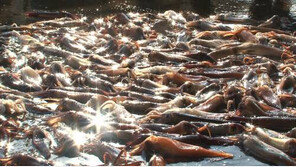 오징어 응용 위장술, 카멜레온처럼 피부색 변화? ‘이것’이 비결이라니…‘깜짝’