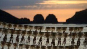 오징어 응용 위장술, 카멜레온처럼 피부색 변화? 적외선 카메라도 ‘깜빡!’