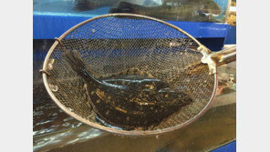 우리가 알던 ‘자연산 봄 도다리’…실상은 양식한 강도다리?