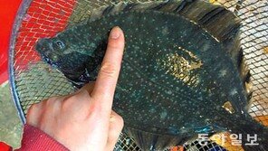 ‘봄 도다리’의 배신?