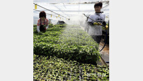 [광주/전남]모종 출하준비 한창