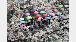 ‘진해 군항제’ 개막, 여좌천에서 경화역까지…각종 행사들 ‘눈길’