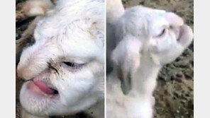 ‘화난 노인 얼굴’, 이게 진짜 새끼 양이라고?