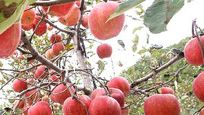 사과 효능, 껍질 함께 먹으면 더 효과…펙틴성분 풍부