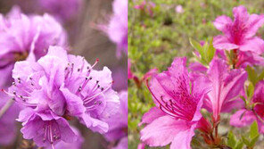 진달래 철쭉 구별법, 어디가 다를까?…진달래는 ‘참꽃’ 철쭉은 ‘개꽃’