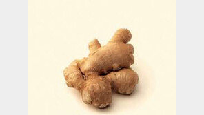 생강의 효능,  ‘신이 내린 정력제’… 영어 단어 ‘ginger’ 뜻 알고보니