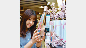 [대구/경북]“벚꽃 와인 맛보세요”