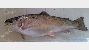 최고의 동물성 단백질 5가지… 심장 건강에 좋은 생선은?