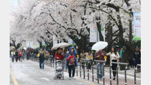 서울 여의도 벚꽃 축제 10~15일, 캐릭터 퍼레이드 등 다양한 볼거리 마련