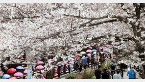 여의도 벚꽃축제, 제대로 즐기려면 교통통제구간 알고 가세요