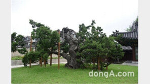 천연기념물 나무 유전자 보존사업 추진, 평균 800년 이상의 노거수 6종 대상