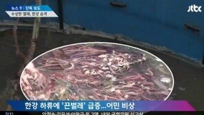 끈벌레, 한강 하류 대량 출몰…실뱀장어 90% 폐사 ‘재앙 수준’