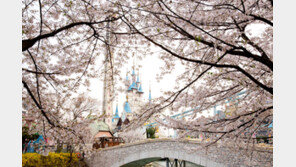 롯데월드, 석촌호수 벚꽃 이벤트 