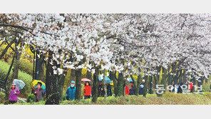 빗속 벚꽃산책… 6일 대체로 흐린 한식