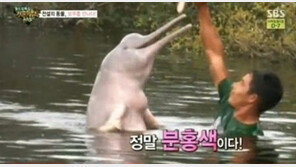 아마존강 돌고래 특징과 습성, 신비한 분홍빛…‘일반 돌고래와 다른 특성은?’