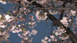 봄맞이 알레르기 비염 비상, 3월~4월 환자 큰 폭 증가 ‘주의’