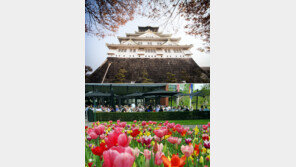 오사카서 산벚꽃 볼까, 네덜란드서 튤립 구경할까