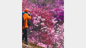 [인천/경기]부천 ‘원미산 진달래 축제’ 11, 12일 열려