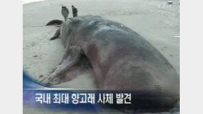 향고래 특징, 사각형 머리에 쭈굴쭈굴 피부로 ‘괴이한 형상’