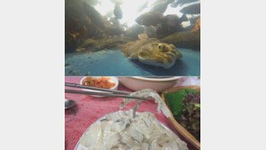 [오늘의 채널A] 도다리의 계절, 진짜를 찾아라