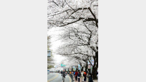 여의도 봄꽃축제 10일 개막, 버스 막차 시간 연장…언제까지?