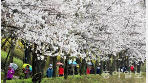 수도권 전철역 벚꽃 명소 공개… 교통 체증·주차 걱정 필요없는 벚꽃 나들이