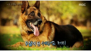 ‘서프라이즈’ 경찰견 저지… 7년간 체포한 범죄자 152명 ‘뛰어난 능력’