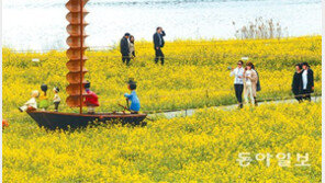 [광주/전남]유채꽃밭 나들이