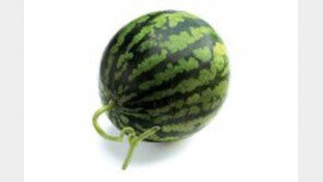 “수박꼭지, 신선도와 무관” 농식품부, T자 꼭지 없애고 유통