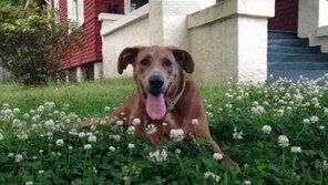 지나가던 45kg 개 ‘꿀꺽’한 거대 악어…“이럴수가”