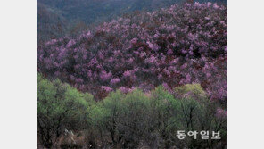 [손 내밀면 닿을 듯… DMZ]전선의 긴장 녹이는 봄꽃 향연