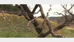 영동 지역 저온 현상, 작년에 비해 10도 낮아… 꽃 없는 봄꽃 축제