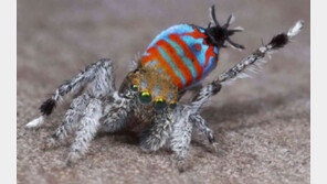 신종 공작거미 발견, 수컷은 목숨걸고 춤춘다…왜?