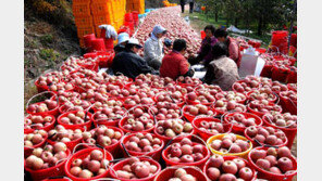 [2015 대한민국 대표브랜드]세계로 진출하는 대한민국 최고 사과