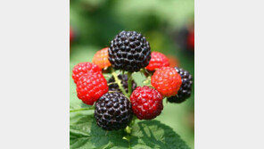 [2015 대한민국 대표브랜드]고창 복분자를 글로벌 브랜드로…