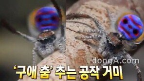 “넌 누구냐?!” 신종 공작거미 발견, 모습 보니 ‘세계서 가장 아름다운 거미답네’