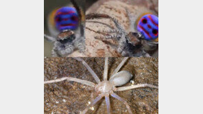 ‘세상에 이런 거미가’ 신종(種) 공작거미 발견…우유빛깔 롱다리 거미도? ‘와우!’