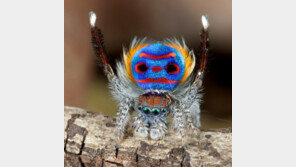 신종 공작거미 발견, 5mm 작은 몸에 오색빛깔 털 뽐내 ‘눈길’