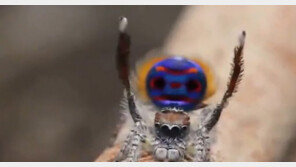 신종 공작거미 발견, 암컷-수컷 짝짓기 모습 포착…마치 커플 댄스 연상? ‘감탄’