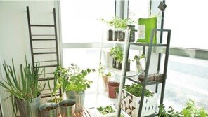 [라메드] 나만의 베란다채소밭 가꾸기