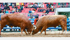 이날만 기다렸다… 청도 소싸움 축제 개막