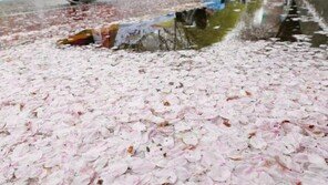 ‘빨리 떨어진 벚꽃’ 여의도 교통통제, 예정보다 12시간 앞당겨 해제