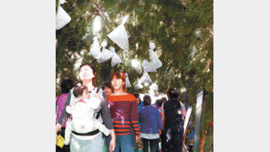 [대구/경북]약초터널 걸으며 힐링