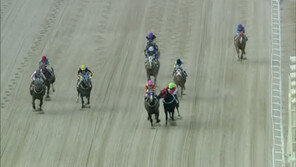 경마계의 핵이빨 ‘강해’를 아시나요?